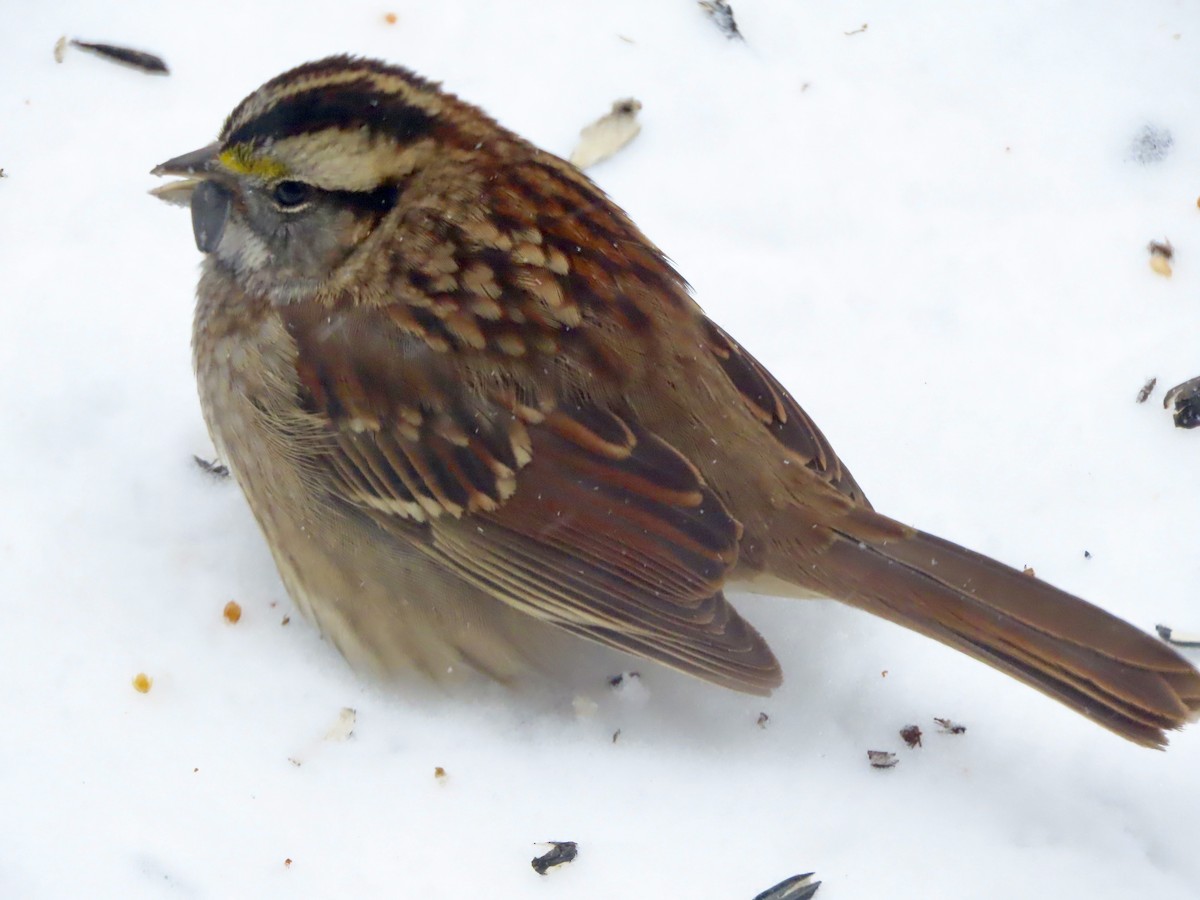 White-throated Sparrow - ML401269231
