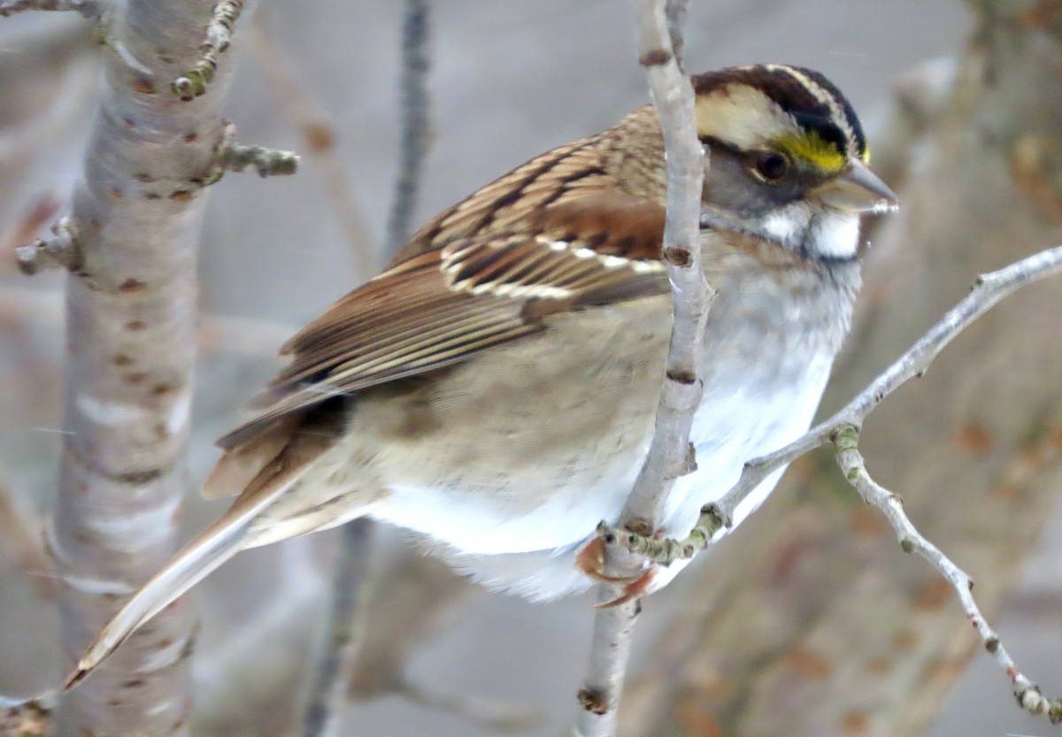 White-throated Sparrow - ML401269361