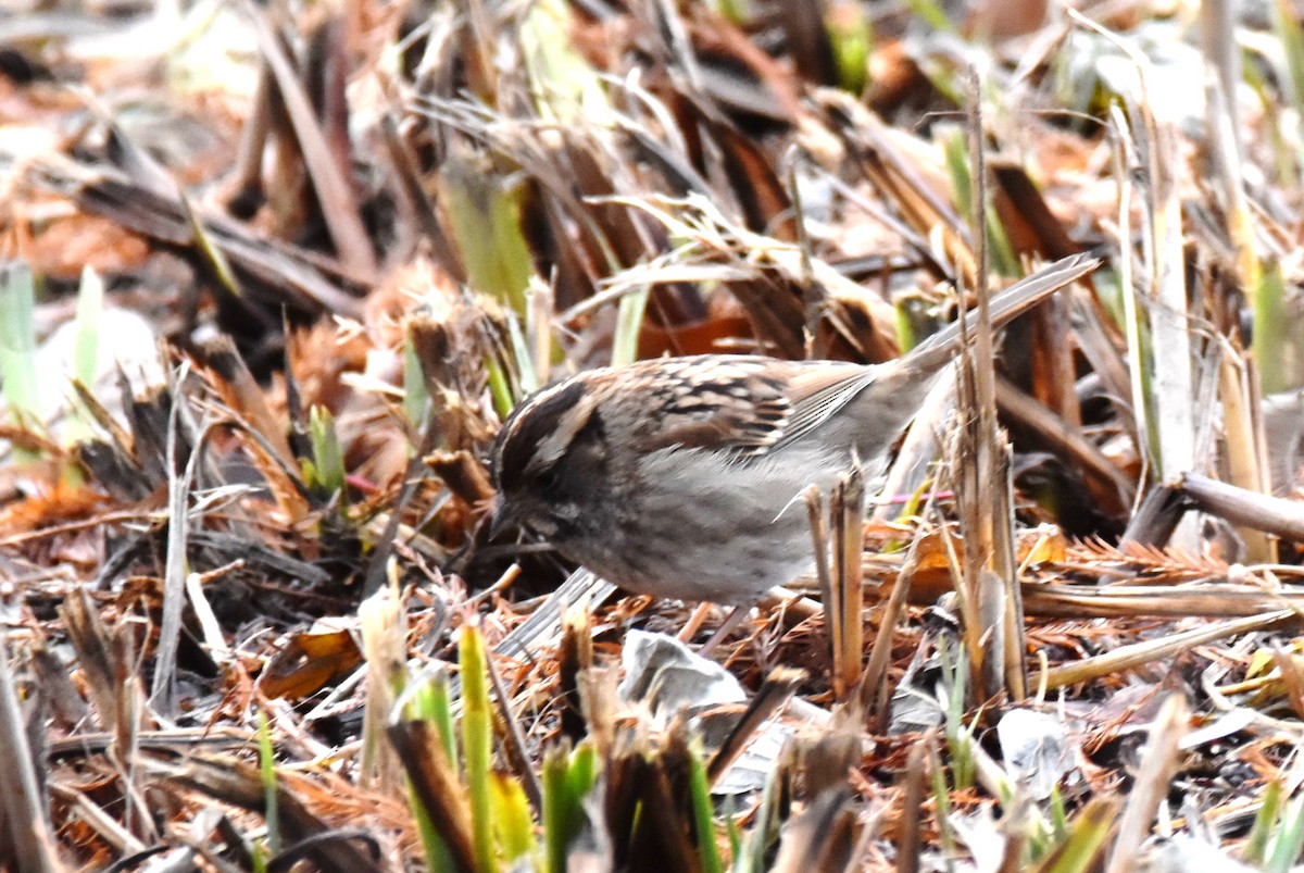 White-throated Sparrow - ML401270421