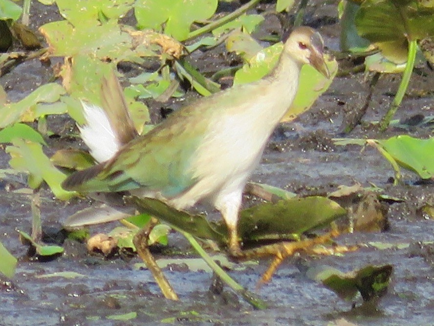 Purple Gallinule - ML40127141