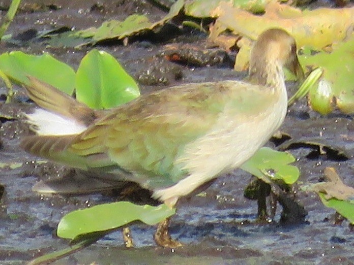 Purple Gallinule - ML40127161