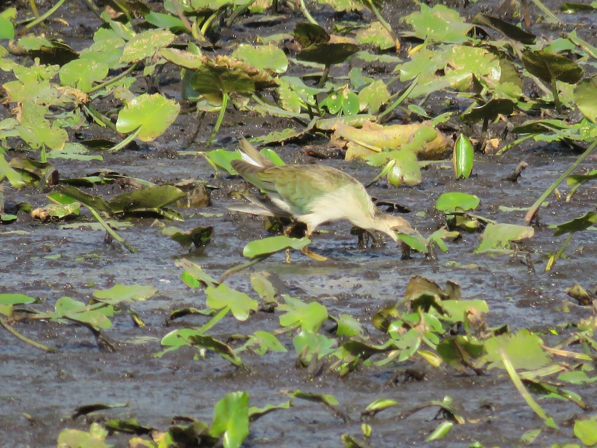 Purple Gallinule - Jason Rieger