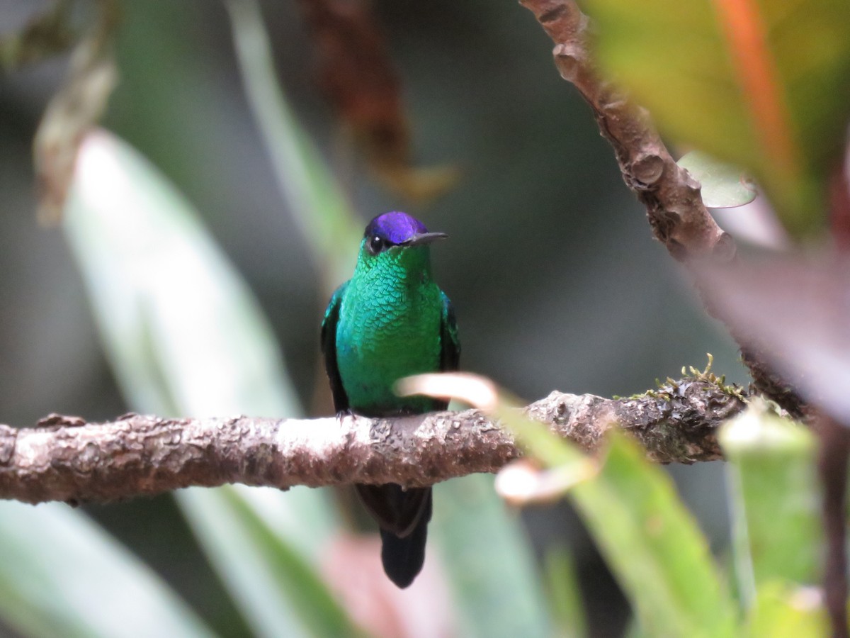 Violet-capped Woodnymph - ML401273291