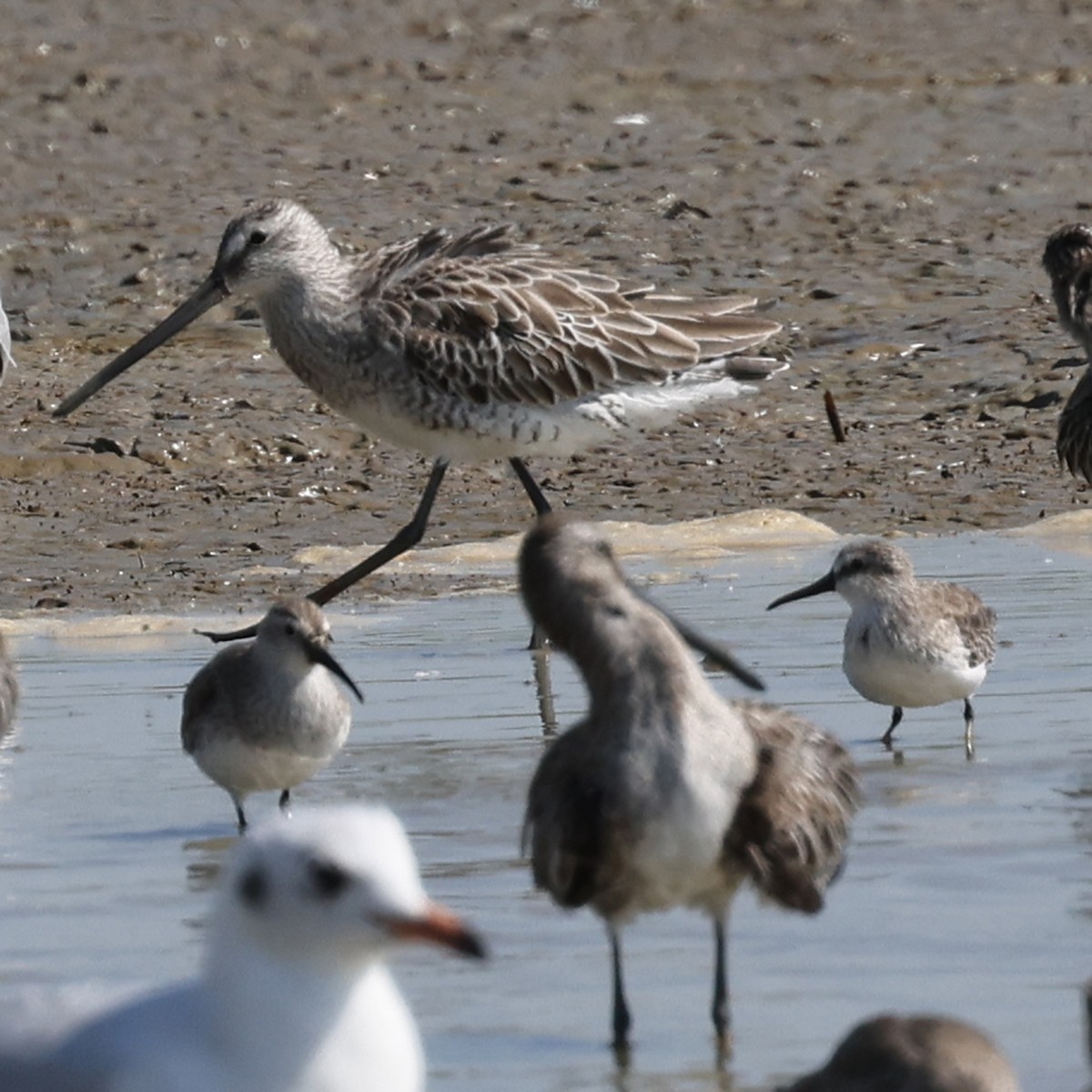 Broad-billed Sandpiper - ML401273601