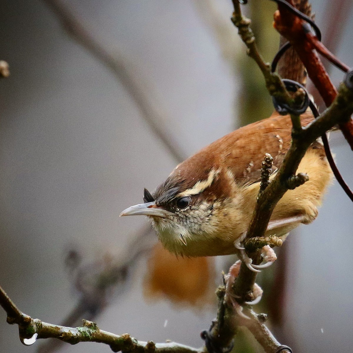 Carolina Wren - ML401277131