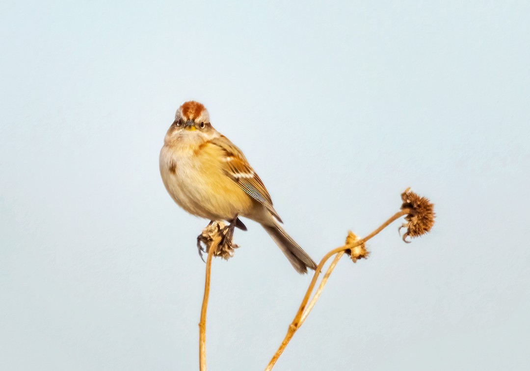 American Tree Sparrow - Eric Dyck