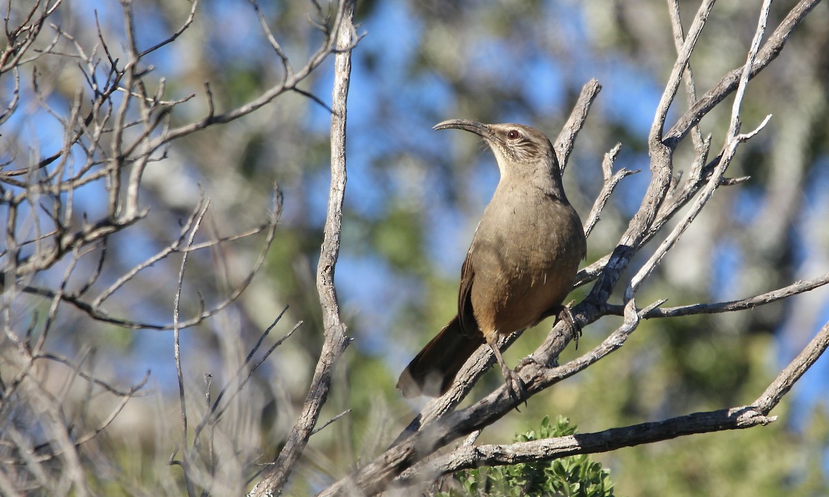 California Thrasher - ML401278201