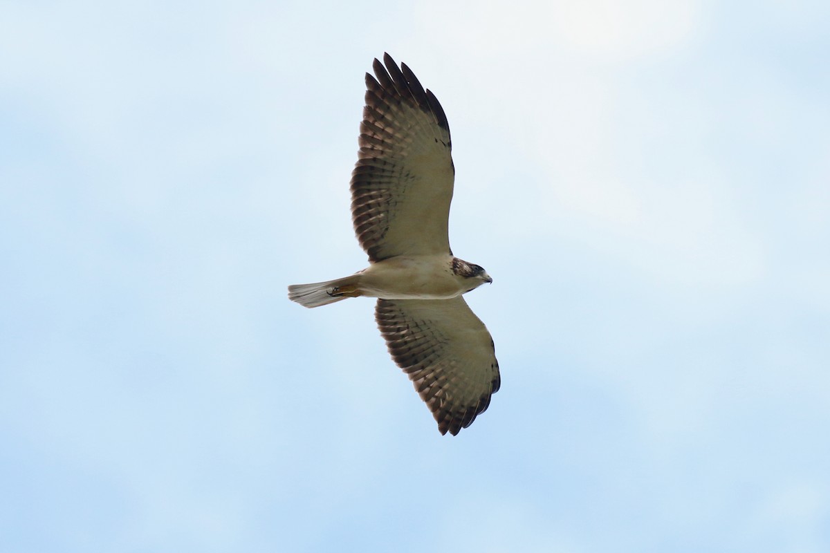 Short-tailed Hawk - Henry Burton