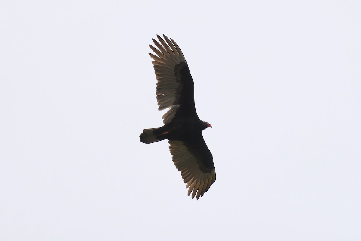 Turkey Vulture - ML401278871