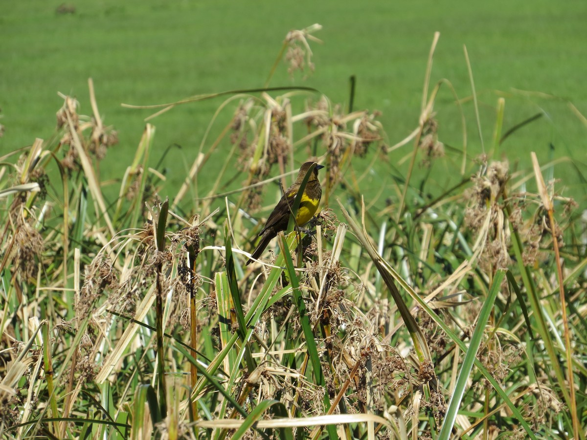 Brown-and-yellow Marshbird - ML40127901