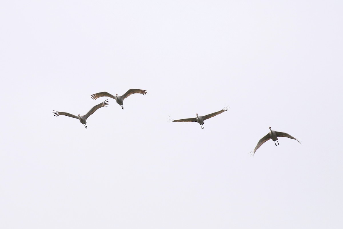 Sandhill Crane - ML401279731