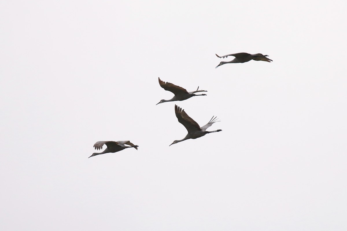 Sandhill Crane - ML401279751