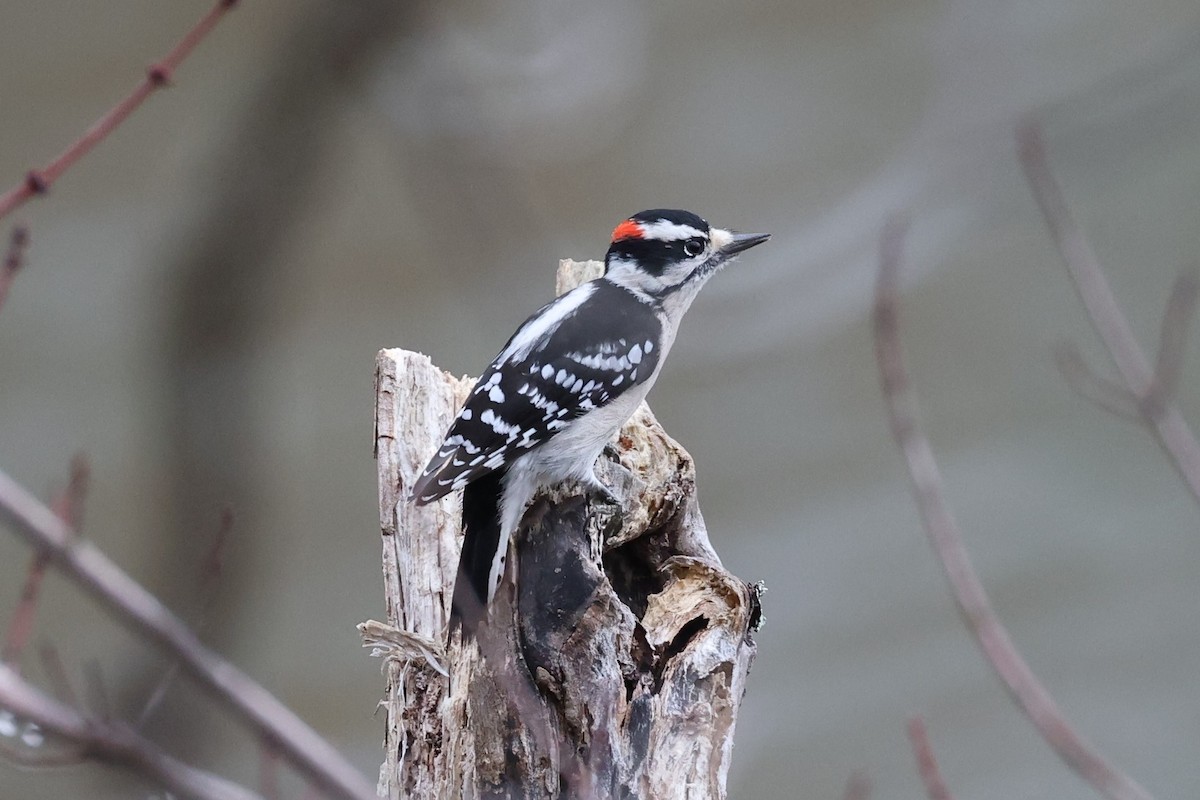 Downy Woodpecker - ML401280021