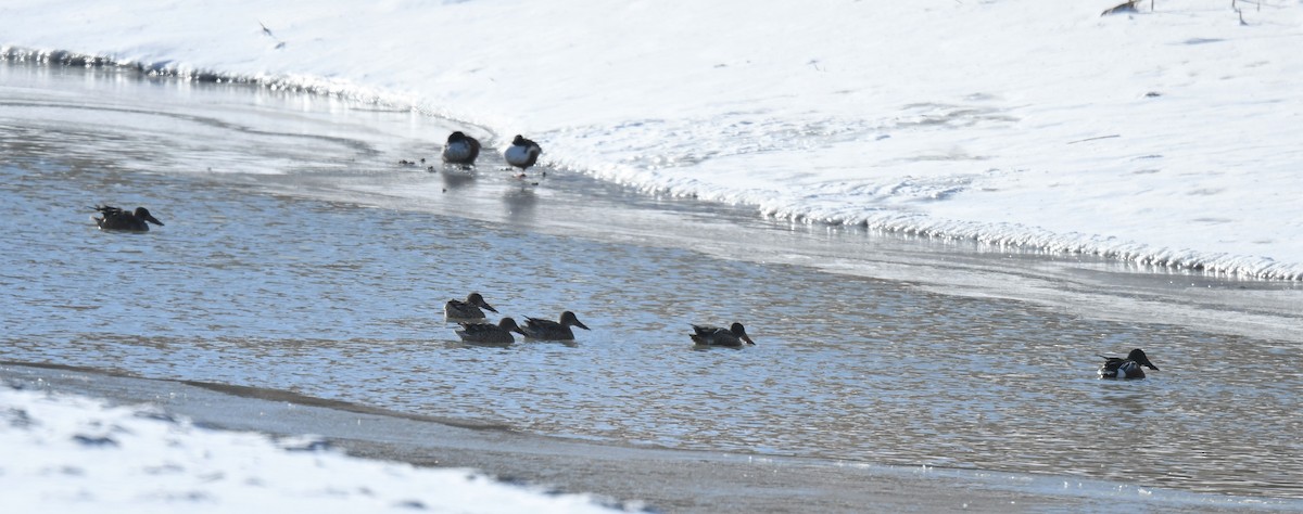 Northern Shoveler - Connie Misket