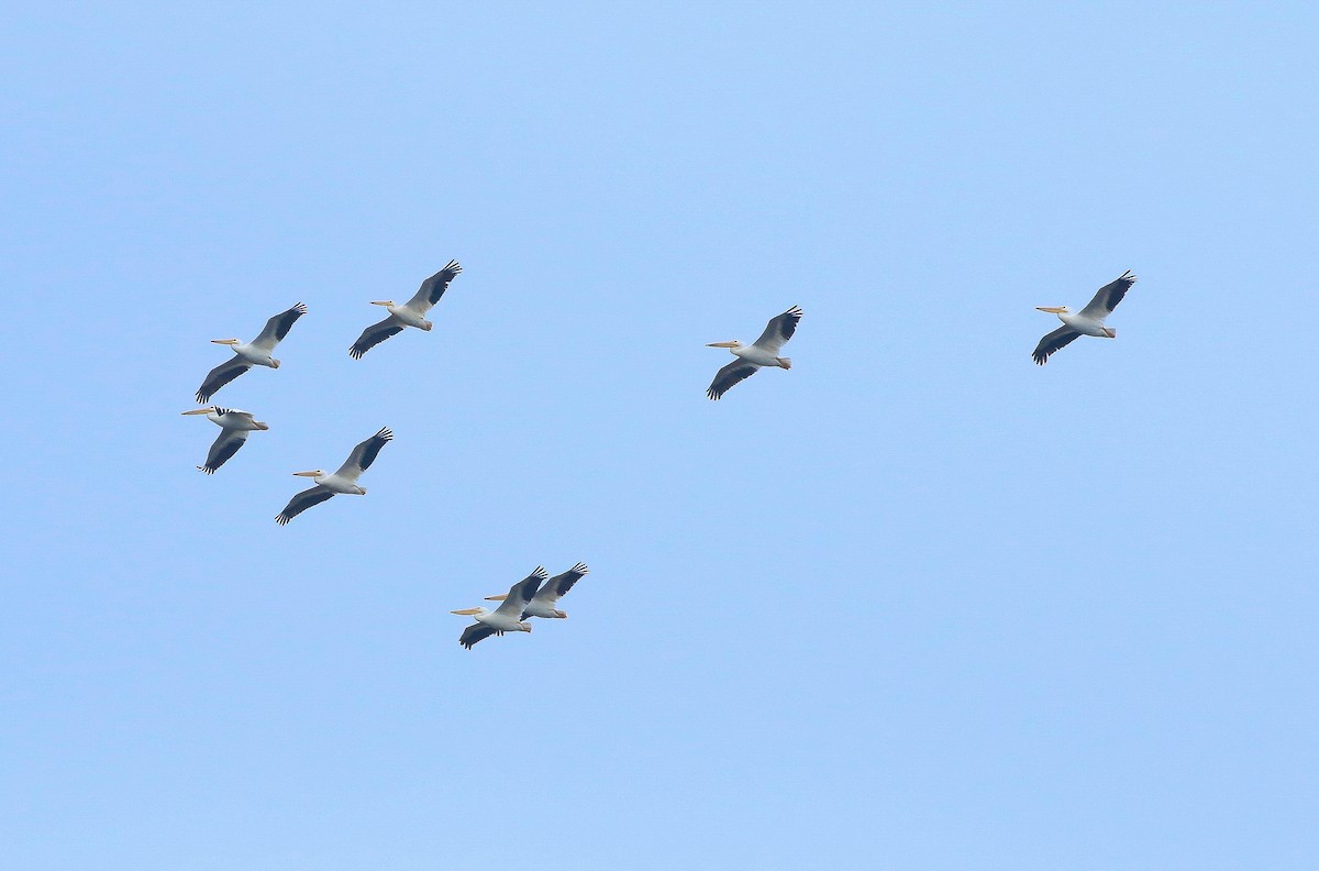 American White Pelican - ML401280541