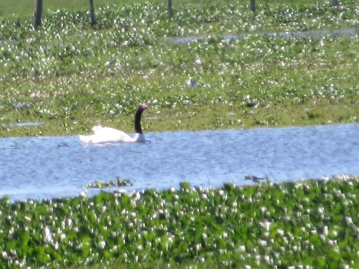 Black-necked Swan - ML40128141