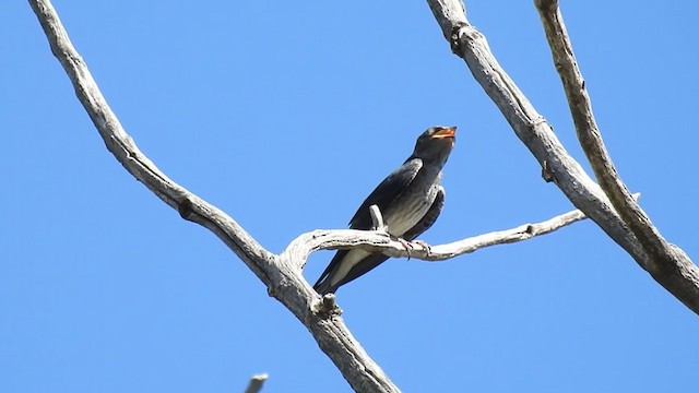 Golondrina Sureña - ML401281691