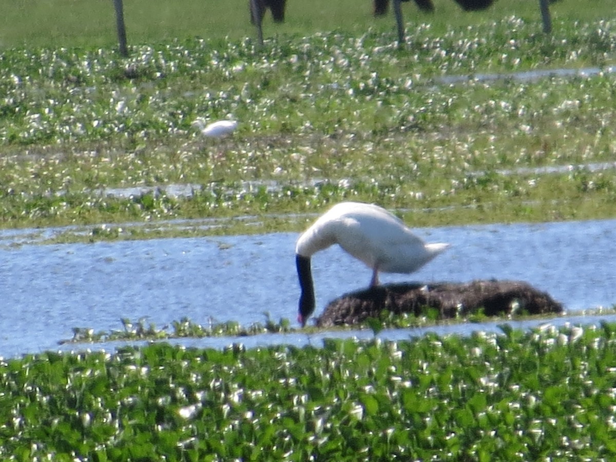 Black-necked Swan - ML40128211