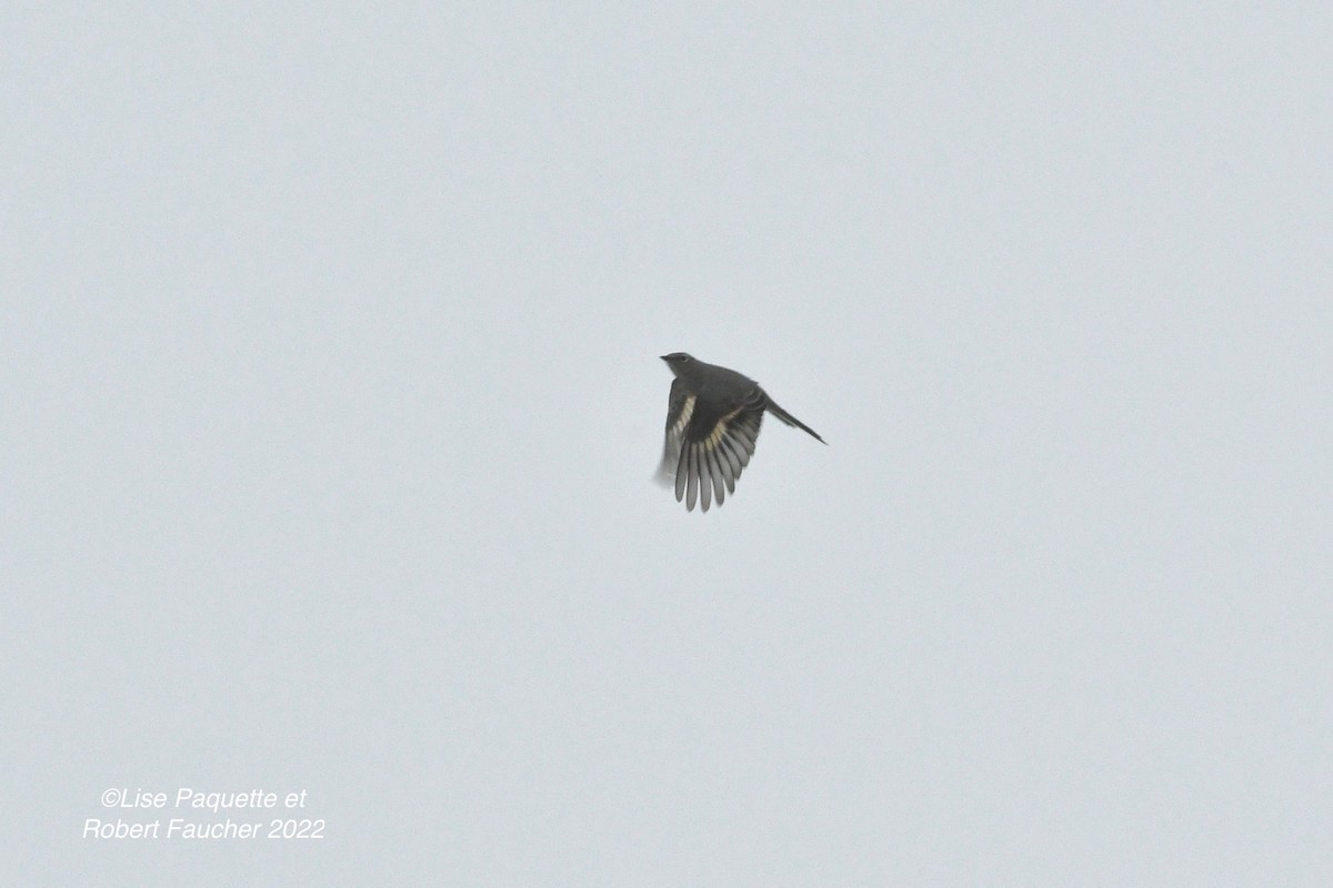 Townsend's Solitaire - ML401284411