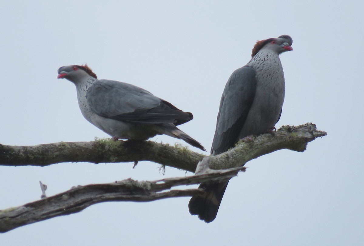 Topknot Pigeon - ML401284561