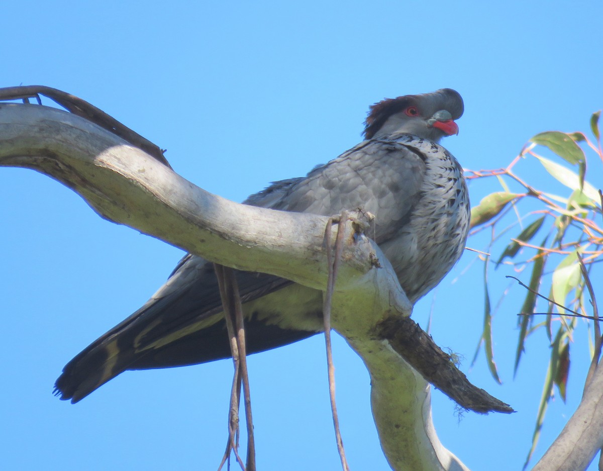 Topknot Pigeon - ML401285761