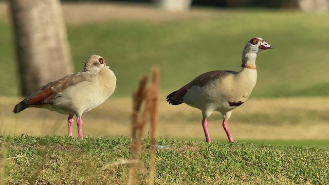 Egyptian Goose - ML401286301