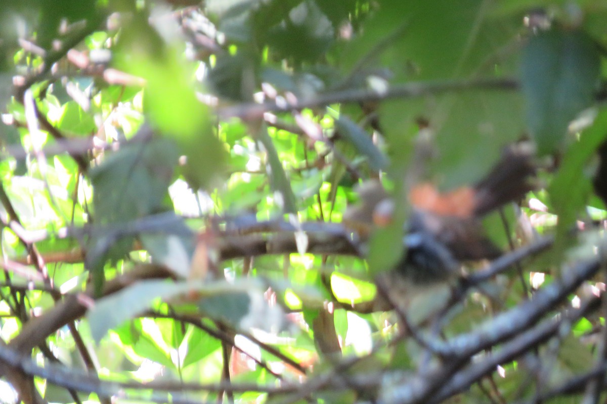 Australian Rufous Fantail - ML401286771