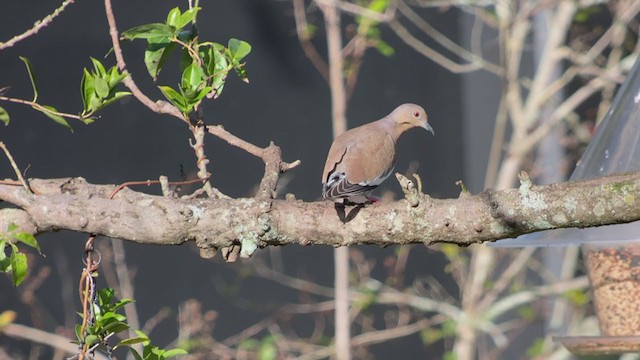 White-winged Dove - ML401287021