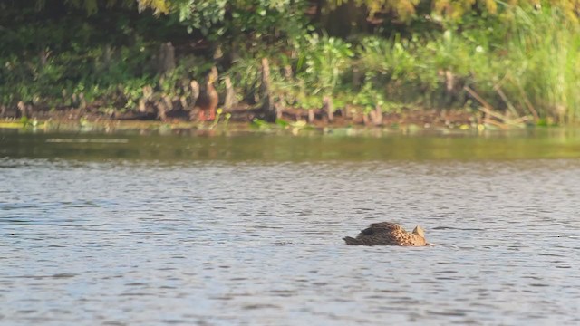 Mottled Duck (Florida) - ML401287111