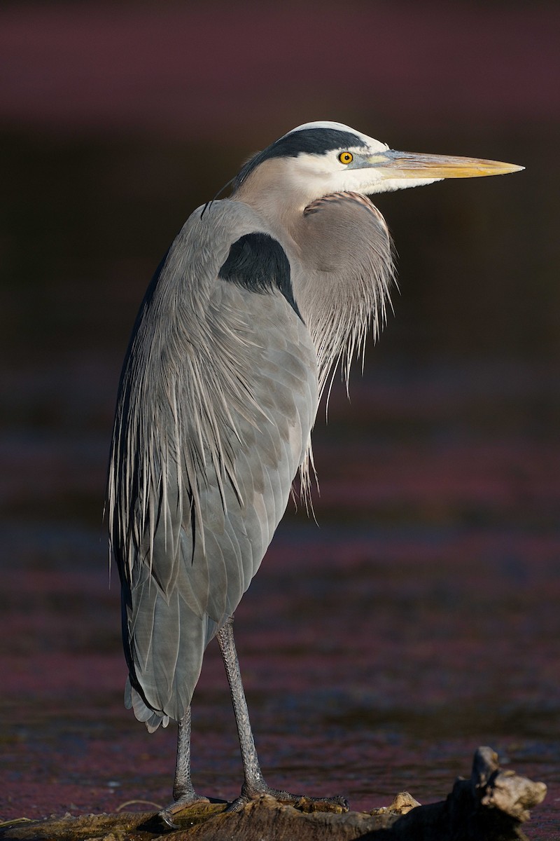 Great Blue Heron - Song Yu