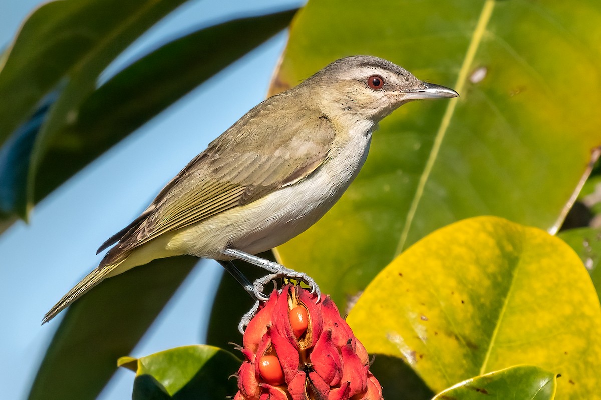 Red-eyed Vireo - ML401287651