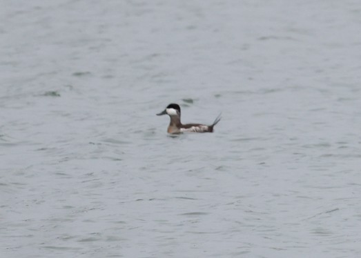 Ruddy Duck - ML401288111