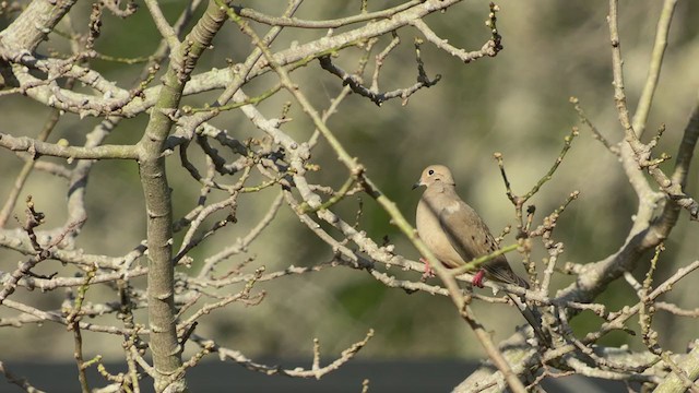 Mourning Dove - ML401288701