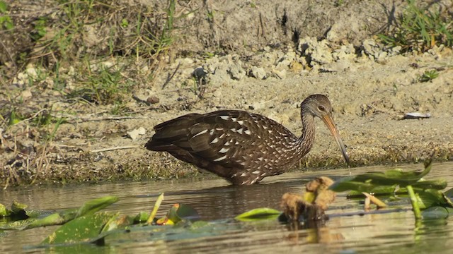 Limpkin - ML401289061