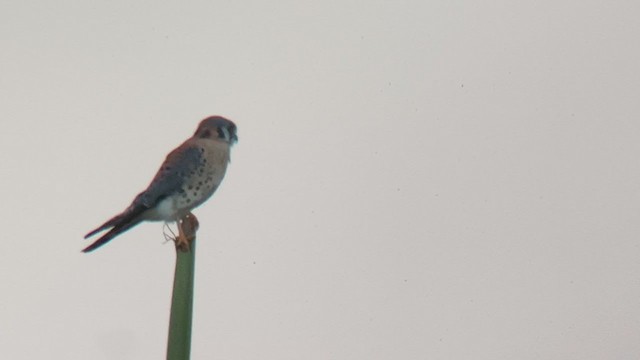 American Kestrel (Northern) - ML401289331