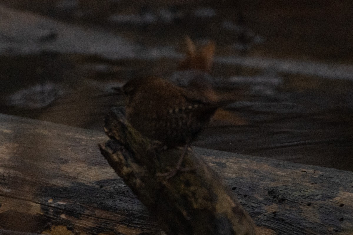 Winter Wren - ML401289411