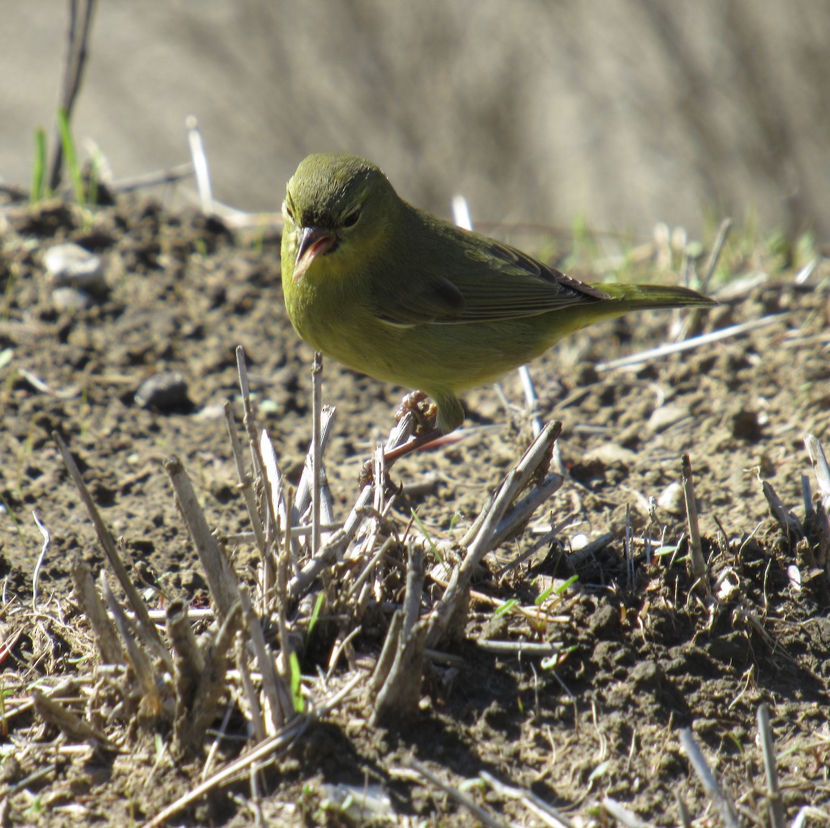 Orange-crowned Warbler - ML401289621