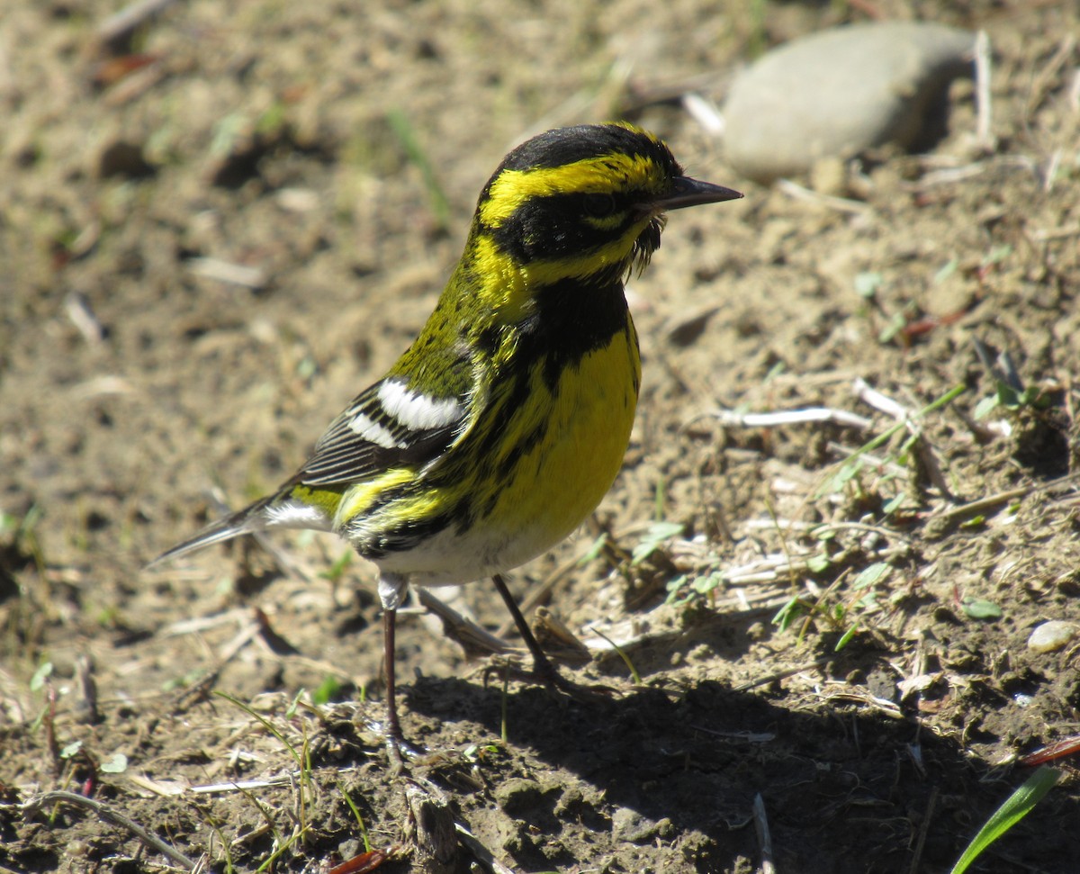 Townsend's Warbler - ML401289961