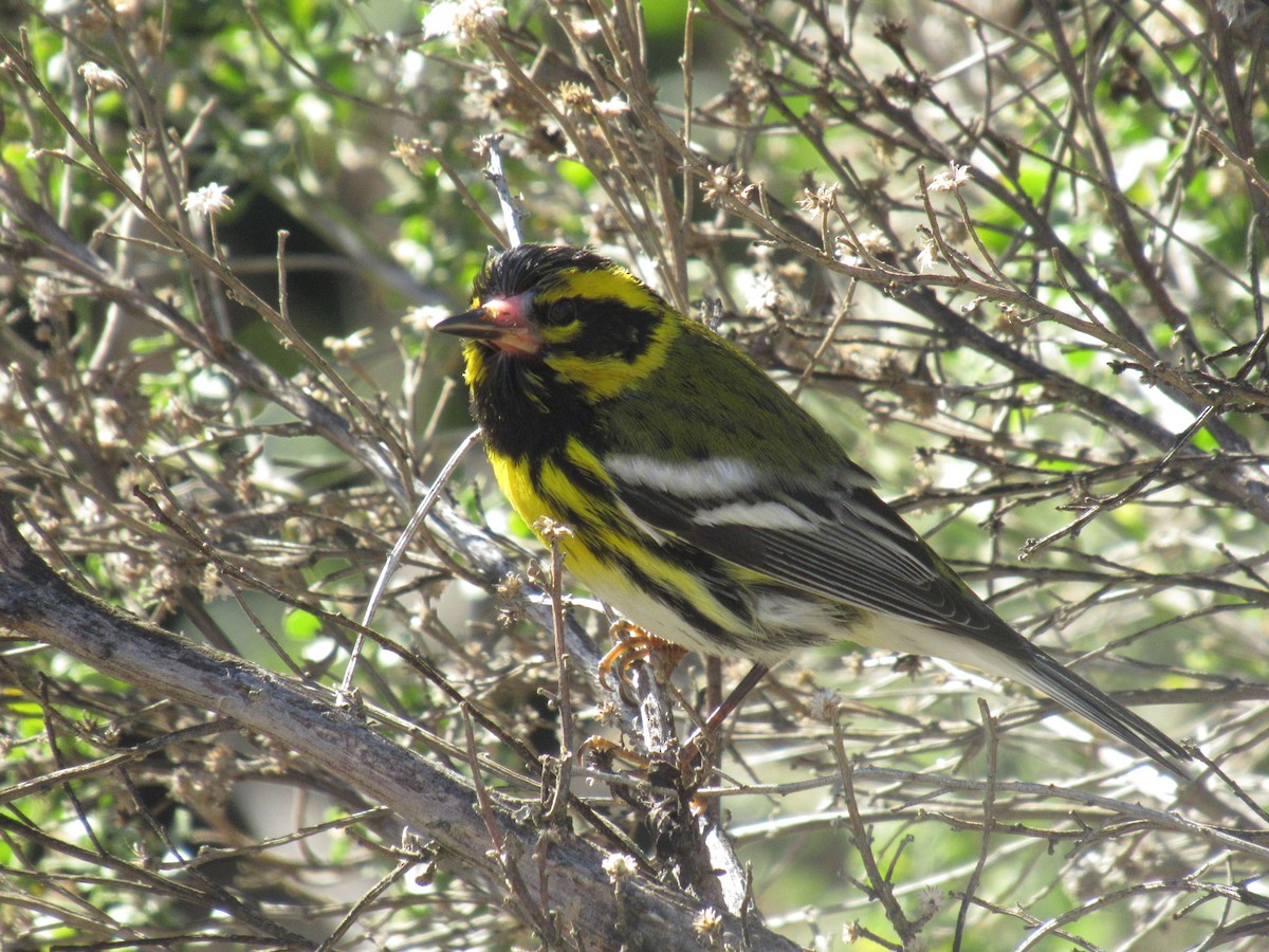 Townsend's Warbler - ML401289991
