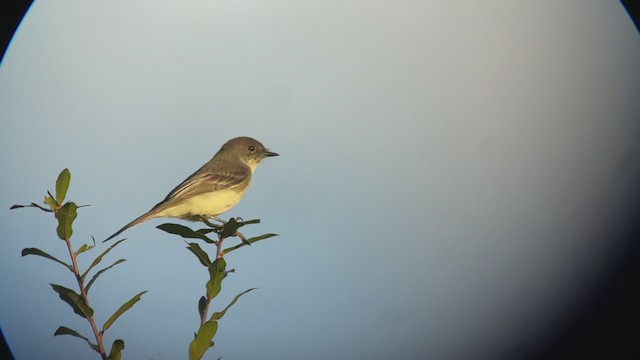 Eastern Phoebe - ML401290211