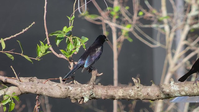 Common Grackle (Florida/Purple) - ML401290651