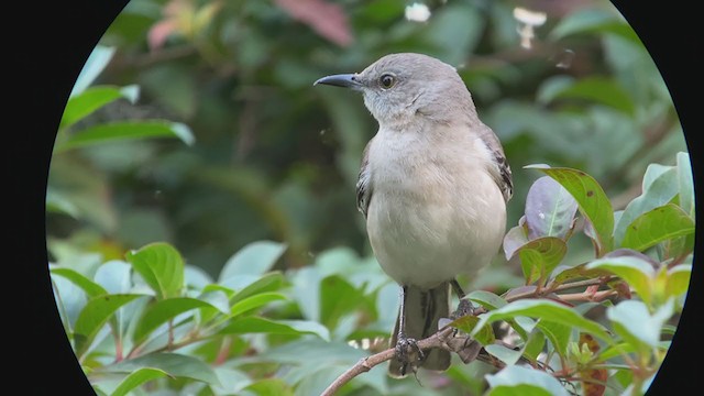 Northern Mockingbird - ML401290771