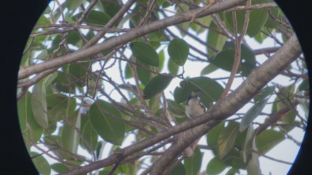 Black-throated Blue Warbler - ML401290921