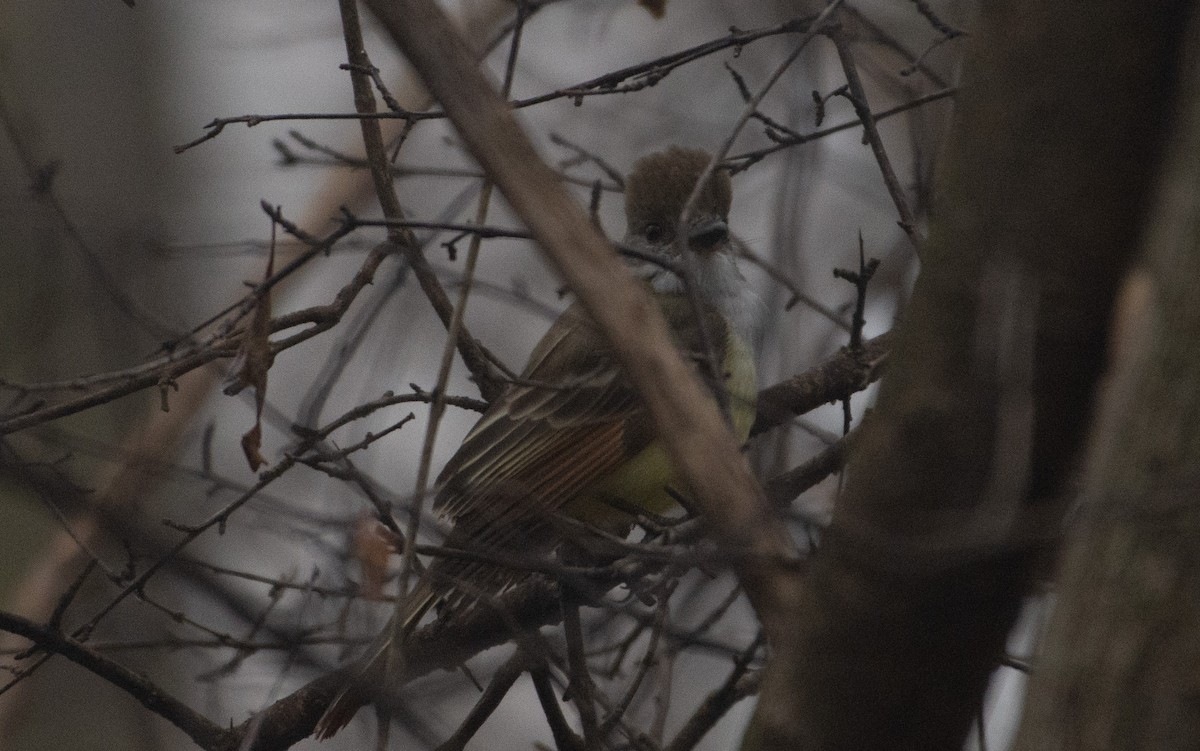 Great Crested Flycatcher - ML401291371