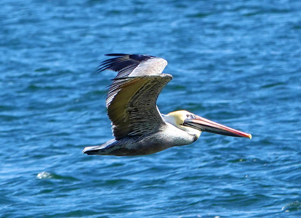 pelikán hnědý - ML401292411