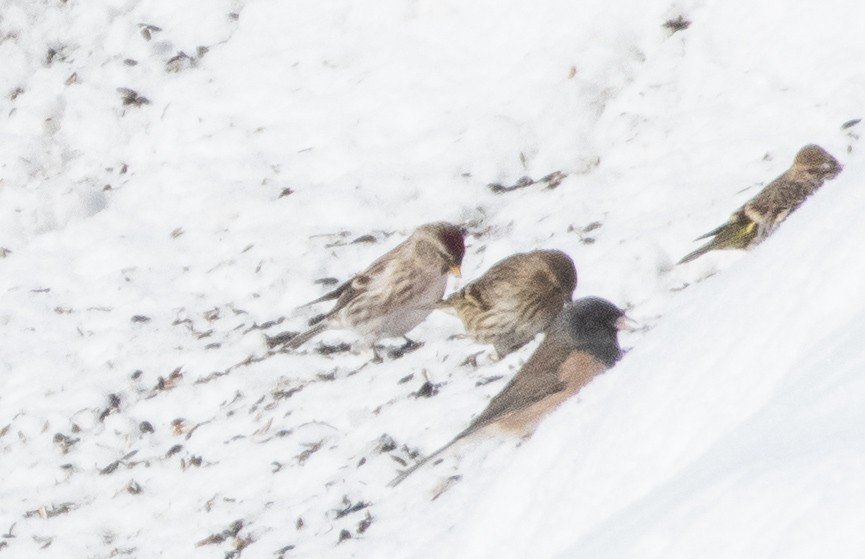 Common Redpoll - ML401294231