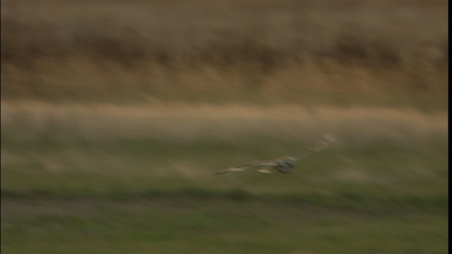 Short-eared Owl (Northern) - ML401296