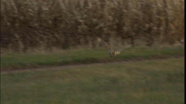 Short-eared Owl (Northern) - ML401297