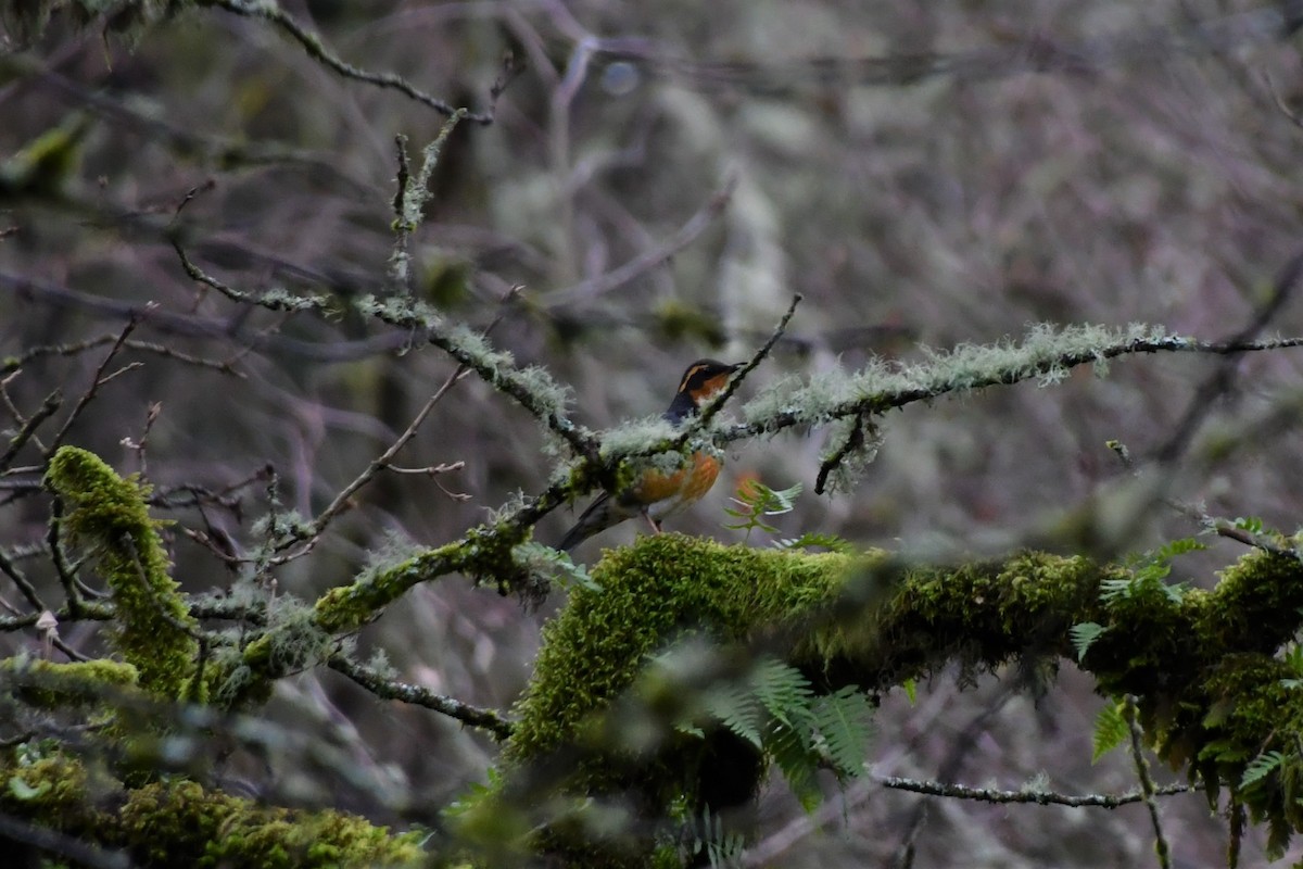 Varied Thrush - ML401297101