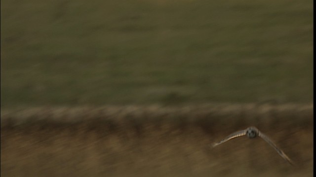 Short-eared Owl (Northern) - ML401298